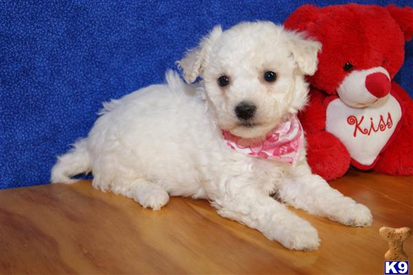Bichon Frise Puppies